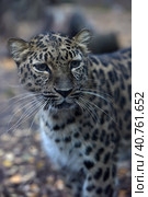 A photo of a male jaguar (Panthera onca) Стоковое фото, фотограф Анна Кривицкая / Фотобанк Лори