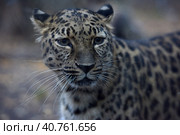 A photo of a male jaguar (Panthera onca) Стоковое фото, фотограф Анна Кривицкая / Фотобанк Лори