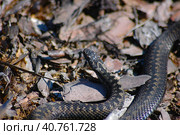 Adder among autumn leaves. Стоковое фото, фотограф Анна Кривицкая / Фотобанк Лори