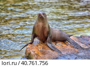 Sea Lion. Стоковое фото, фотограф Анна Кривицкая / Фотобанк Лори