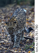 A photo of a male jaguar (Panthera onca) Стоковое фото, фотограф Анна Кривицкая / Фотобанк Лори