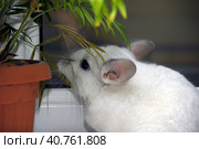 White chinchilla. Стоковое фото, фотограф Анна Кривицкая / Фотобанк Лори