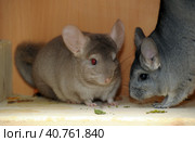 Gray chinchilla. Стоковое фото, фотограф Анна Кривицкая / Фотобанк Лори