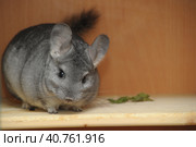 Gray chinchilla. Стоковое фото, фотограф Анна Кривицкая / Фотобанк Лори