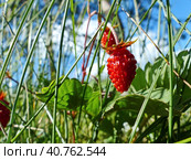 Земляника лесная, или Земляника обыкновенная (лат. Fragaria vesca). Русское название «Земляника» происходит от старорусского слова «Земляница», а назвали её так, потому что зрелые плоды её висят близко к земле. Стоковое фото, фотограф Сергей Елизарьев / Фотобанк Лори