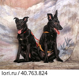 Two mongrel dogs on cold background in studio. Стоковое фото, фотограф Анна Кривицкая / Фотобанк Лори