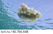 Close-up of Upside Down Jellyfish (Cassiopea andromeda) swimming dowm under surface of water reflected in it on bright sunny day on blue sky background, bottom view, Red sea, Egypt. Стоковое фото, фотограф Некрасов Андрей / Фотобанк Лори