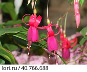Decembrist blooms, pink flowers. Стоковое фото, фотограф Анна Кривицкая / Фотобанк Лори