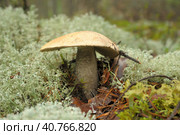 Xerocomus fungi - wild forest mushroom. Стоковое фото, фотограф Анна Кривицкая / Фотобанк Лори
