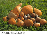A set of red cap boletus on green grass background. Edible fungus Leccinum Aurantiacum with orange caps, collected in forest on ground. Стоковое фото, фотограф Анна Кривицкая / Фотобанк Лори