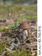 Boletus mushroom in the forest. Стоковое фото, фотограф Анна Кривицкая / Фотобанк Лори
