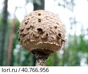 Parasol Mushroom (Macrolepiota procera) Стоковое фото, фотограф Анна Кривицкая / Фотобанк Лори