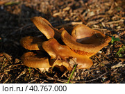 Paxillus involutus. Стоковое фото, фотограф Анна Кривицкая / Фотобанк Лори