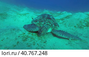 Sea turtle grazing on the seaseabed, slow motion. Great Green Sea Turtle (Chelonia mydas) eating green algae on seagrass meadow, Red sea, Egypt. Стоковое фото, фотограф Некрасов Андрей / Фотобанк Лори