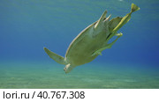 Great Green Sea Turtle (Chelonia mydas) dives down in the blue ocean, Reda sea, Egypt. Стоковое фото, фотограф Некрасов Андрей / Фотобанк Лори