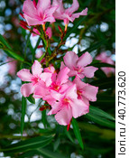 Close-up blossoming of oleander flowers in the spring. Стоковое фото, фотограф Яков Филимонов / Фотобанк Лори