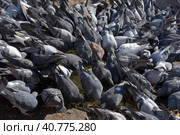 Pigeons on the sidewalk peck millet. Стоковое фото, фотограф Анна Кривицкая / Фотобанк Лори