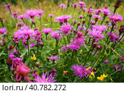 Meadow cornflower Centaurea jacea is a field weed plant, a species of the genus Cornflower of the family Asteraceae, or Compositae. Grows in meadows and forest edges. Violet elegant flower. Karelia. Стоковое фото, фотограф Юлия Петровская / Фотобанк Лори