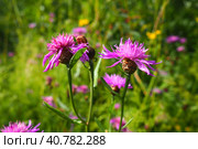 Meadow cornflower Centaurea jacea is a field weed plant, a species of the genus Cornflower of the family Asteraceae, or Compositae. Grows in meadows and forest edges. Violet elegant flower. Karelia. Стоковое фото, фотограф Юлия Петровская / Фотобанк Лори