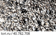 Shells from gastropods of bivalve molluscs living in the Azov and Black seas. Beige, brown, black, white seashells on the shore. The village of Golubitskaya. Стоковое фото, фотограф Юлия Петровская / Фотобанк Лори