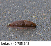 Arion vulgaris - the slug crawling on asphalt. Стоковое фото, фотограф Володина Ольга / Фотобанк Лори