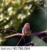 The pine grosbeak sits on a tree branch with its head turned to the side. Sunny natural background with pine grosbeak. Стоковое фото, фотограф Бузмакова Светлана / Фотобанк Лори