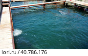 Dolphins Bottlenose dolphins in the water. Mating season. Dolphins are aquatic mammals of cetacean infraorder, dolphin family Delphinidae - marine, non-taxonomic group of river dolphins - freshwater. Стоковое видео, видеограф Юлия Петровская / Фотобанк Лори