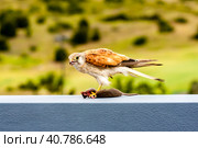 Australian kestrel (Nankeen Kestrel, Falco cenchroides) eating mouse. Стоковое фото, фотограф VittoriaChe / Фотобанк Лори