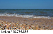 Sea shell beach in sunlight. Shimmering sea wave foams on sand Azov beach. Cerastoderma lamarcki, Hypanis colorata, Anadara inaequivalvis, Mytilus galloprovincialis, gastropods of bivalve molluscs. Стоковое видео, видеограф Юлия Петровская / Фотобанк Лори