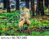 White wolf in the rain. Стоковое фото, фотограф Анна Кривицкая / Фотобанк Лори