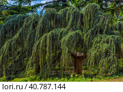 Cedrus atlantica Glauca Pendula in summer park. Стоковое фото, фотограф Анна Кривицкая / Фотобанк Лори