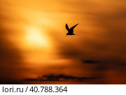 Silhouette photo of common tern flying under sunset sky. Стоковое фото, фотограф EugeneSergeev / Фотобанк Лори