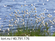 Пушица Шейхцера - Eriophorum scheuchzeric. Растение на фоне волн летом, Ямало-Ненецкий автономный округ. Стоковое фото, фотограф Григорий Писоцкий / Фотобанк Лори