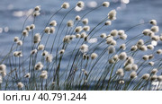 Пушица Шейхцера - Eriophorum scheuchzeric. Растение на фоне волн летним днем в арктике, Ямало-Ненецкий автономный округ. Стоковое видео, видеограф Григорий Писоцкий / Фотобанк Лори