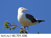 Халей (Larus heuglini). Птица стоит на макушке дерева, Ямало-Ненецкий автономный округ. Стоковое фото, фотограф Григорий Писоцкий / Фотобанк Лори