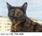 Black and red cat portrait. Стоковое фото, фотограф Анна Кривицкая / Фотобанк Лори