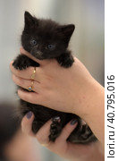 Cute little black kitten. Стоковое фото, фотограф Анна Кривицкая / Фотобанк Лори