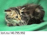 Furry beautiful frightened kitten on a green background. Стоковое фото, фотограф Анна Кривицкая / Фотобанк Лори