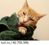 Cat in a towel after bathing. Стоковое фото, фотограф Анна Кривицкая / Фотобанк Лори