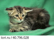 Furry beautiful frightened kitten on a green background. Стоковое фото, фотограф Анна Кривицкая / Фотобанк Лори