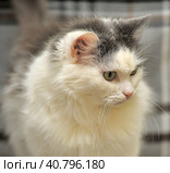White and gray cat. Стоковое фото, фотограф Анна Кривицкая / Фотобанк Лори