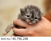 Gray kitten in his hands that just opened his eyes. Стоковое фото, фотограф Анна Кривицкая / Фотобанк Лори
