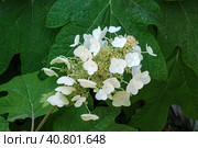 Oakleaf hydrangea (lat. Hydrangea quercifolia) Стоковое фото, фотограф Irina Opachevsky / Фотобанк Лори