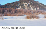 Горный Алтай зимой: лес на берегу Телецкого озера. Вид с воздуха. Altai mountains in winter: forest on the shores of Teletskoye Lake. Aerial view. Стоковое видео, видеограф Евгений Романов / Фотобанк Лори