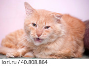 Red cat with a sore ear. Стоковое фото, фотограф Анна Кривицкая / Фотобанк Лори