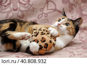 Playful three-color female cat with yellow eyes. Стоковое фото, фотограф Анна Кривицкая / Фотобанк Лори