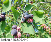 Созрела ирга (лат. Amelanchier), или "сибирский виноград". Плод — яблоко, синевато-чёрное или красновато-фиолетовое, с сизым налётом, диаметром до 10 мм, съедобное, медово-сладкое. Стоковое фото, фотограф Сергей Елизарьев / Фотобанк Лори
