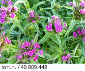 Гвоздика турецкая, или бородатая (лат. Dianthus barbatus) — растение из рода Гвоздика. Турецкая гвоздика — популярное садовое растение. Выведено множество сортов и гибридов с белыми, розовыми, красными или фиолетовыми цветками. Стоковое фото, фотограф Сергей Елизарьев / Фотобанк Лори