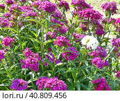 Гвоздика турецкая, или бородатая (лат. Dianthus barbatus) — растение из рода Гвоздика. Турецкая гвоздика — популярное садовое растение. Выведено множество сортов и гибридов с белыми, розовыми, красными или фиолетовыми цветками. Стоковое фото, фотограф Сергей Елизарьев / Фотобанк Лори