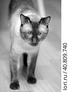 Siamese cat on the floor. Стоковое фото, фотограф Анна Кривицкая / Фотобанк Лори